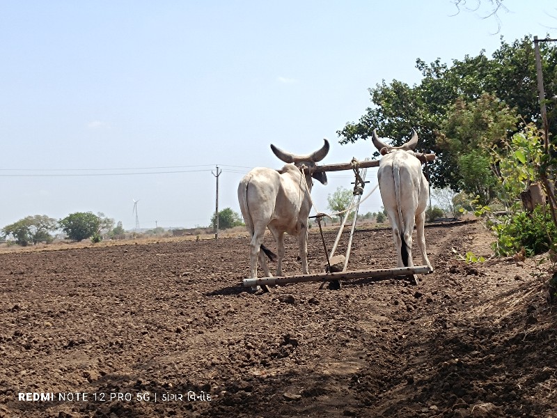 ગોઢલા વેચવાના છ...