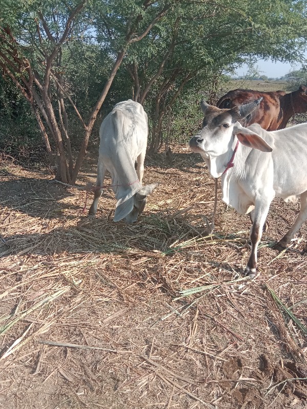 ગોઠલા