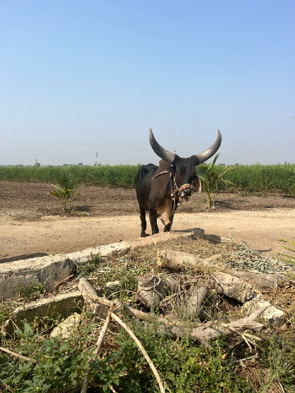 બડદ વેચવાના છે...