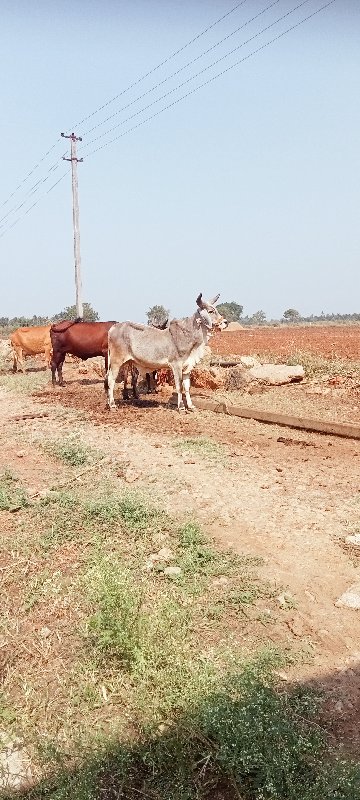 બળદ વેચવાના છે