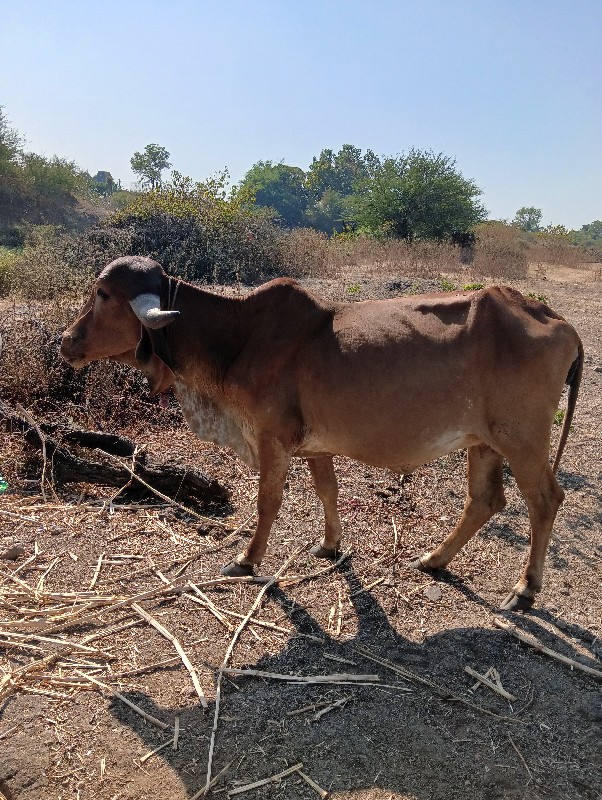 વેચવાની છે