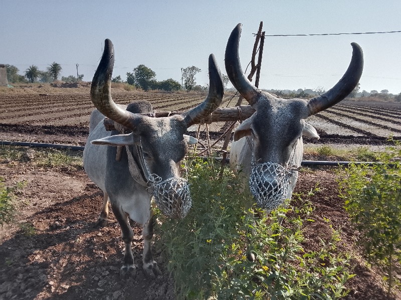 બળદ વેચવાનાછે