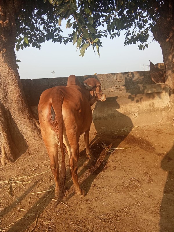 ગાય વેચવાની છે