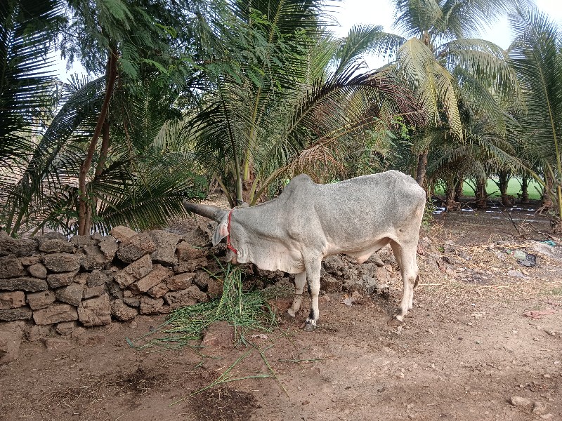 ગોદ્લો 1 છે