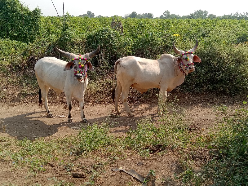 બળદ વેસવા નસે