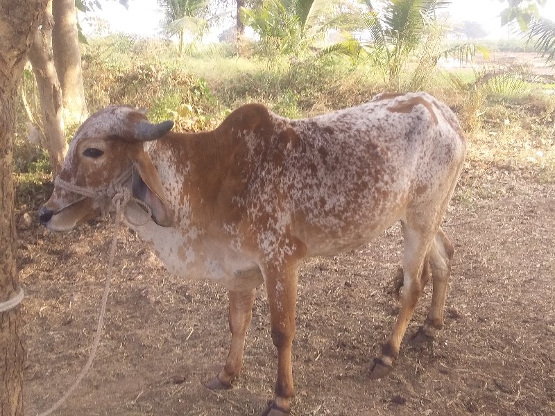 વાસડો વેચવાનો