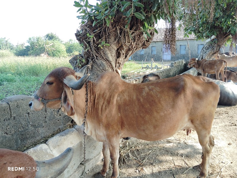 દેશી ગાય વેચવાન...