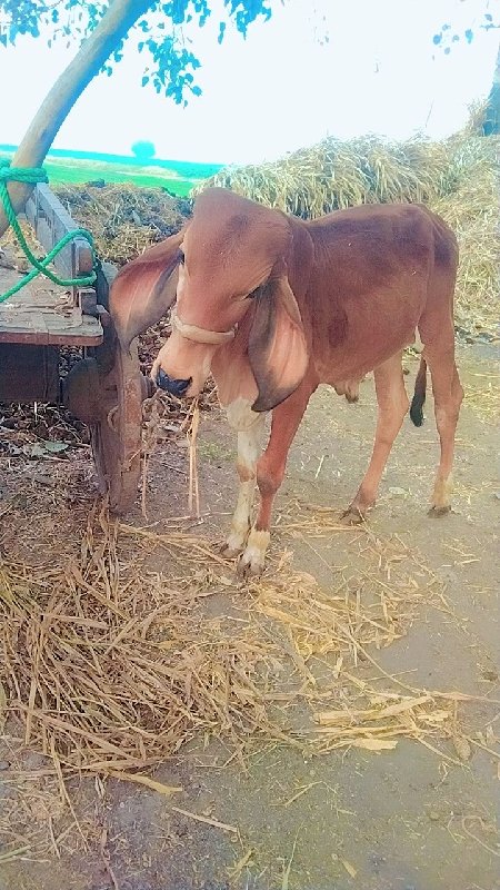 વાચડો વેચવાનો છ...