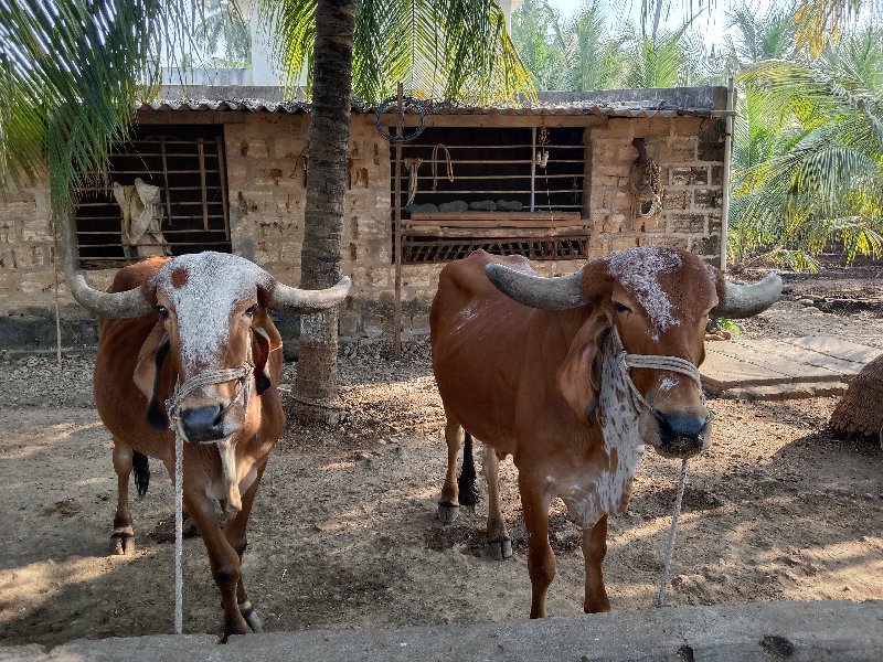 ગોઢલા વેચવાના છ...