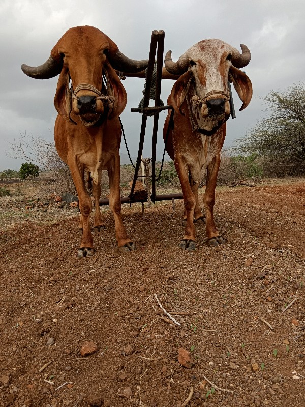 સાવ સોજા