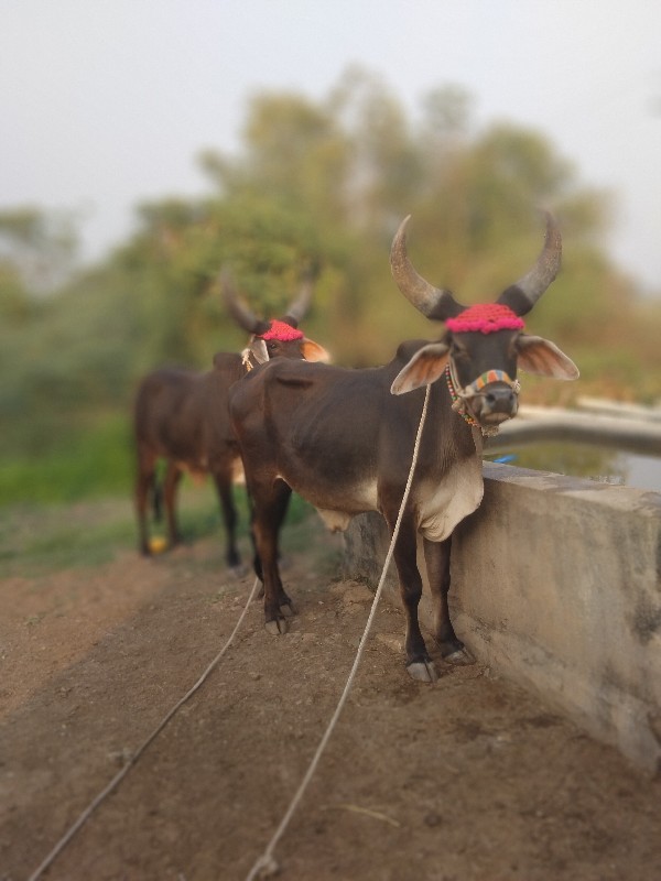 જામ્બા