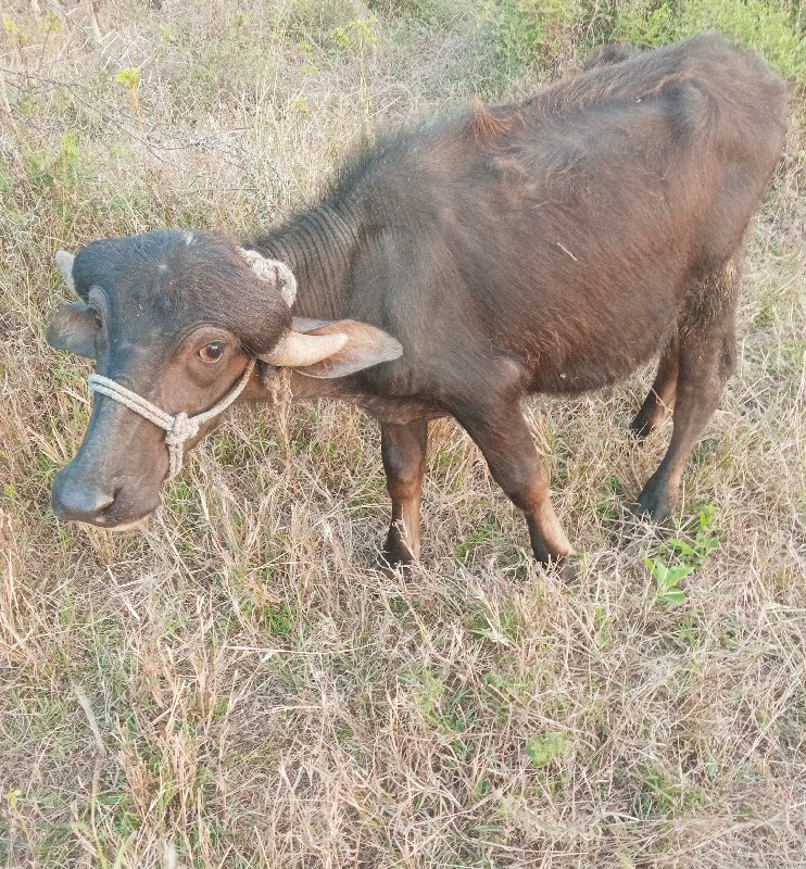 પાડો વેચવાનો છે