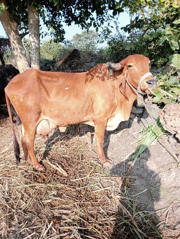 ગાય ત્રીજુ વેતર...