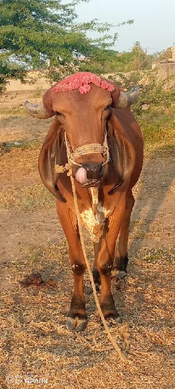 devbhumi Dwarka...