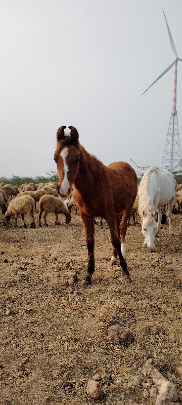 ઘોડો