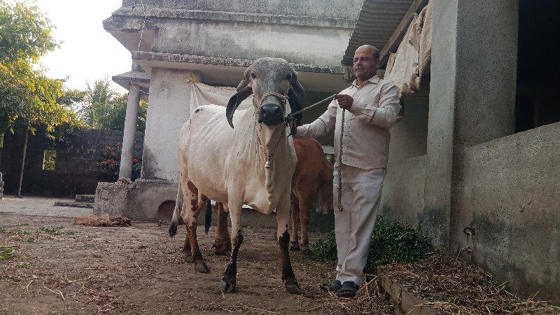 લિલુડી ગાય વેચવ...