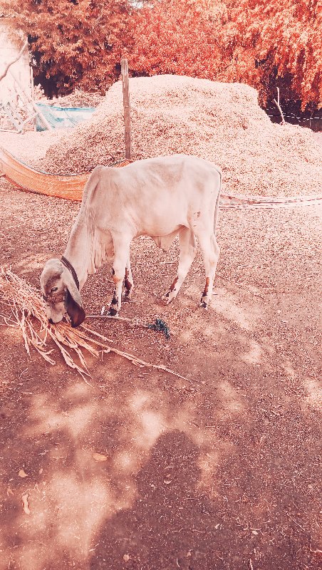 ગીર. ખુટ. દેવાન...