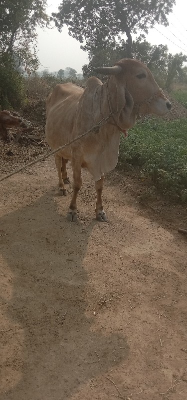 ગીર ગાય વેચવાની...