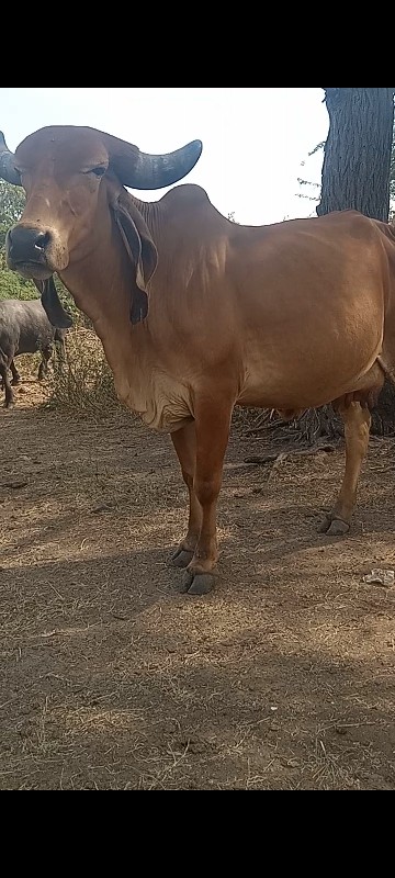 ગાવેચવાનીછે