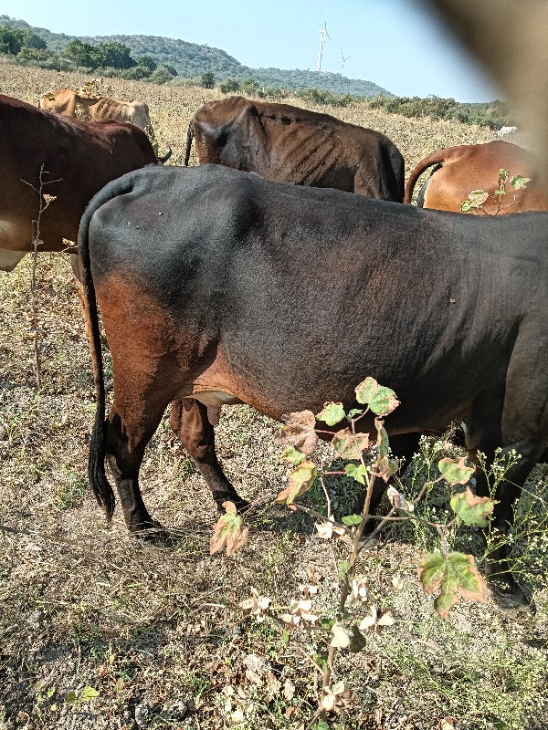 ગાય વેસવાનીછે