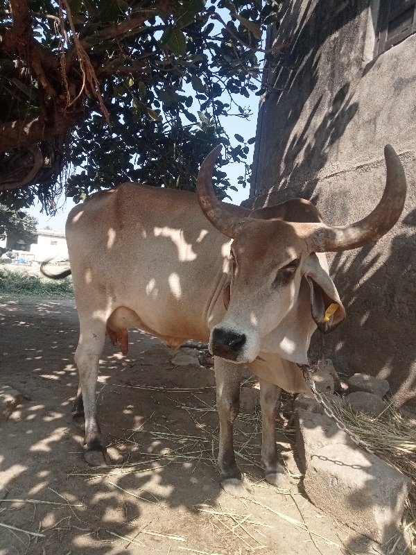 ગાય‌વેશવાનીછે