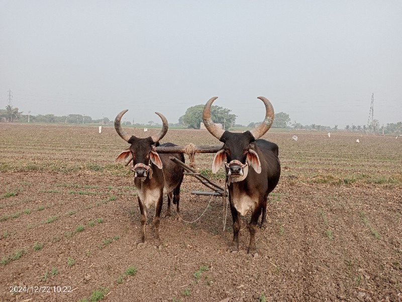 ગોઢલા વેચવાનાછે