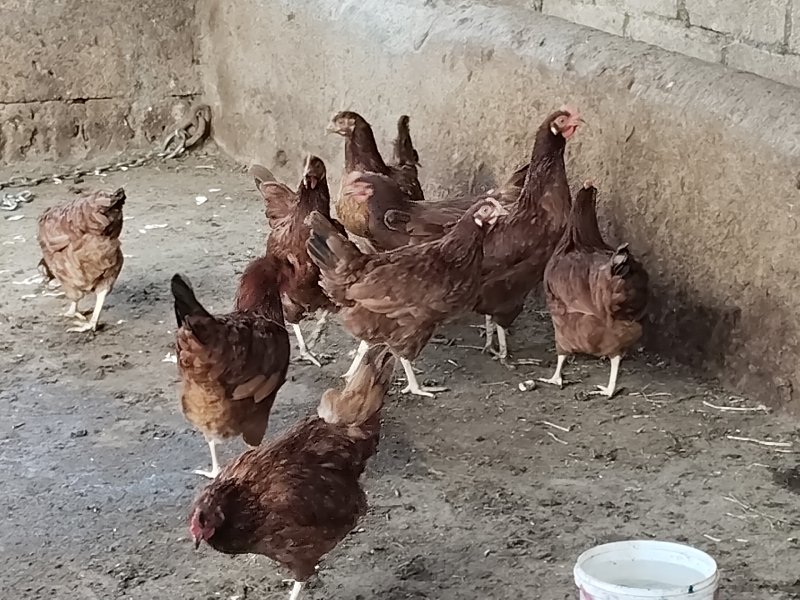 piyor Desi murg...