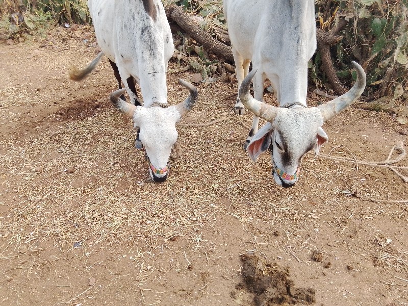 badki Gaon Talu...