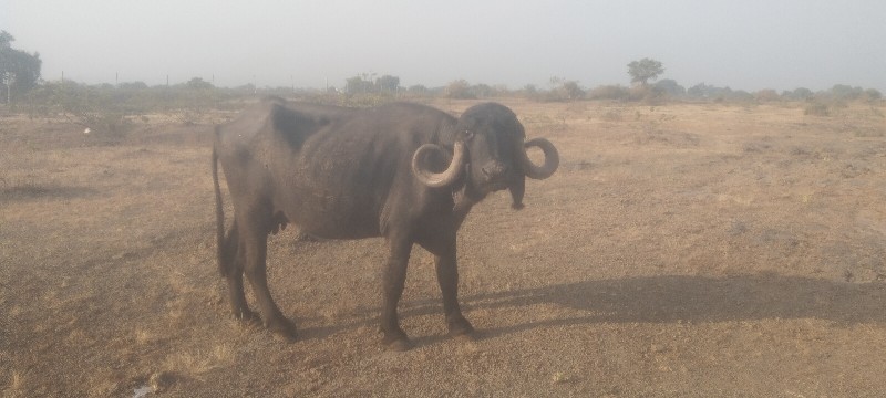 વેતર પેલું છે