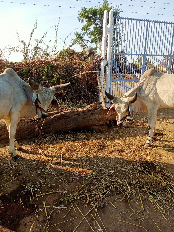 ગોઢલા