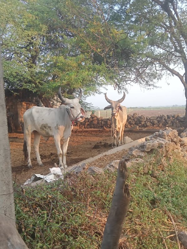 ગુડલા વેચવાના છ...