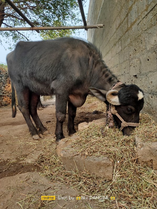 ભેંસ વેચવાની છે