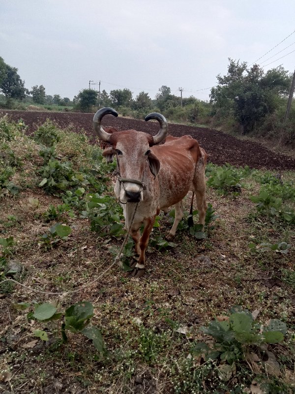 ડાબી બાજુ હાલતો...