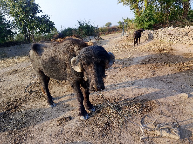 પાડો વેચવા નો છ...