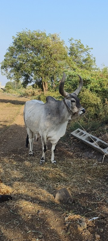 બળદ વેચવાના છે