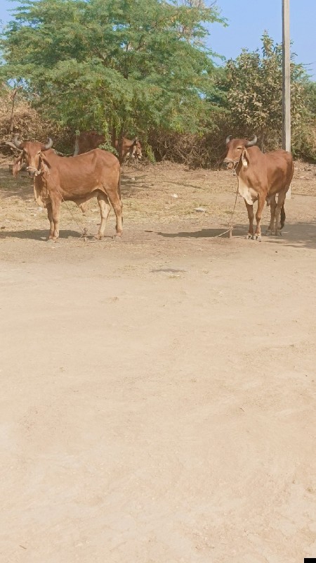 ગૉઢલાવેશવાનાછે