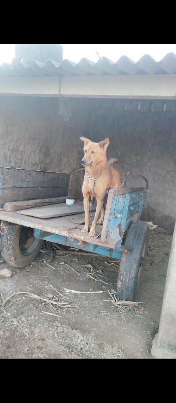 કૂતરો દેવાનો છે