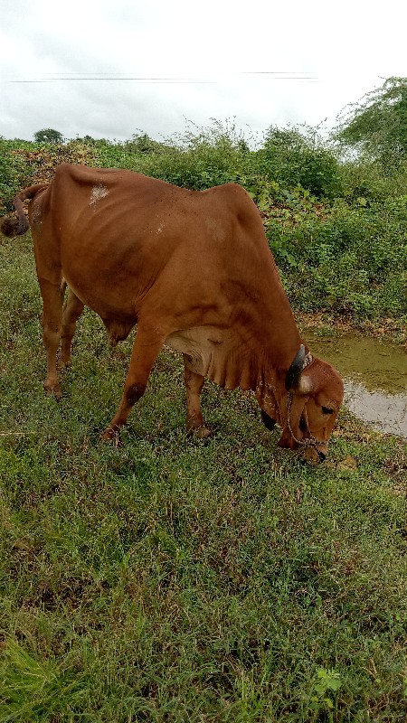 કિંમતમાં ફેરફાર...