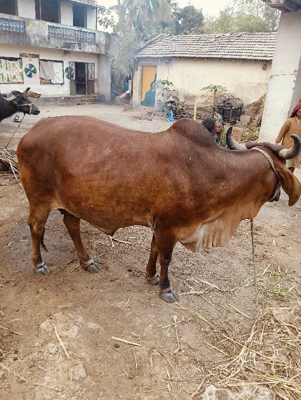 ગાય વેચવાની છે