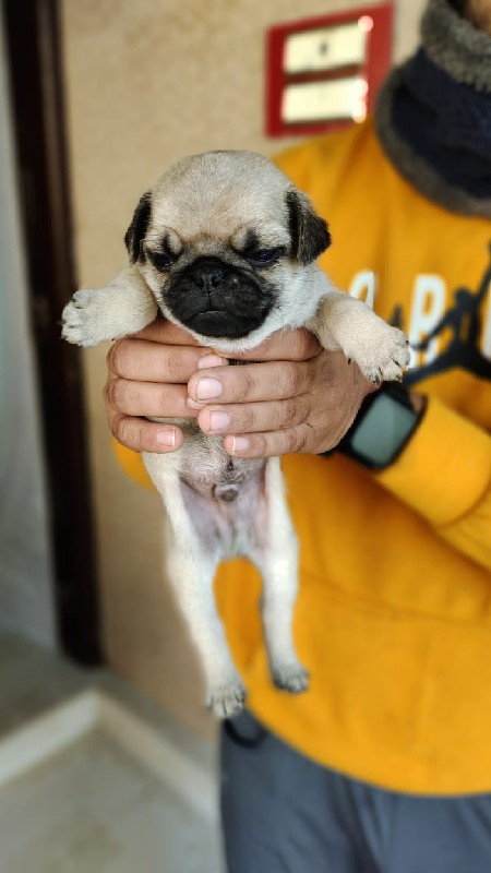 pug pupy ₹10000