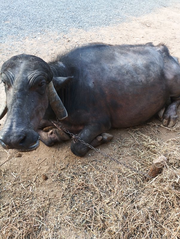 ભેસ વેચવાની છે