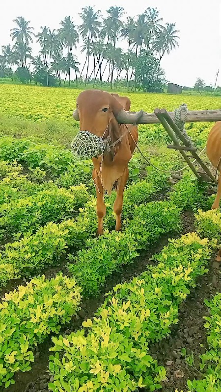 ગોધલા વેસવાના સ...