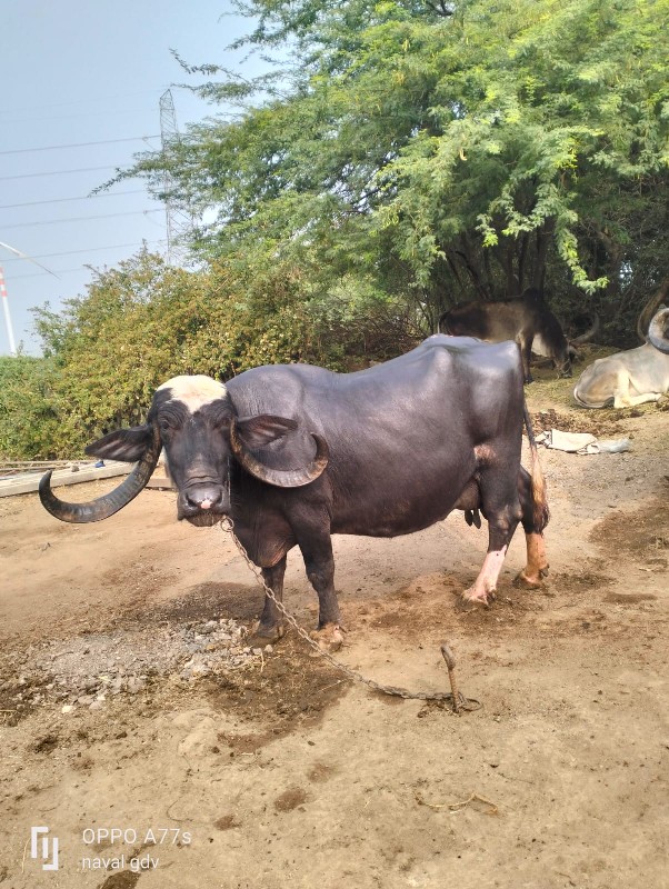 ભેહુ વેચવાનીછે