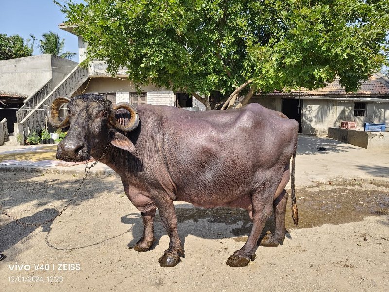 ભેંસ વેચવાની છે