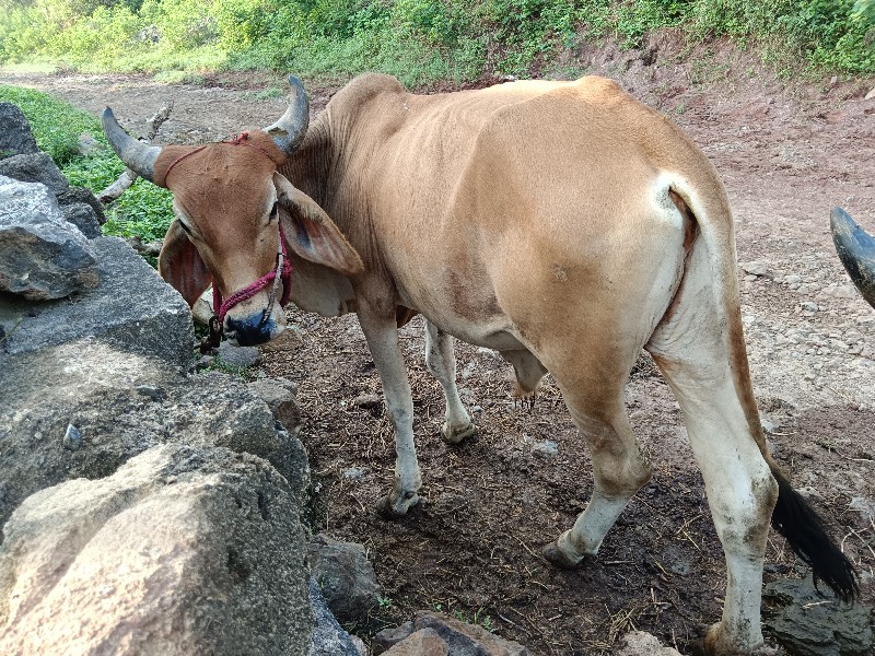 બળદ વેચવા ના છે