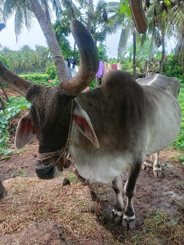 બળદ વેચવાનો છે