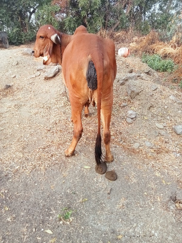 ગાય વેચવાની છે