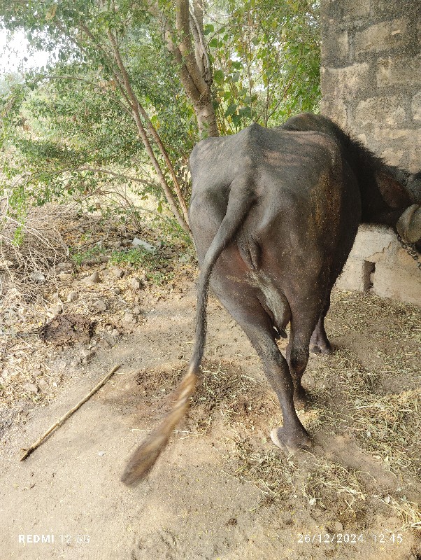 પેલું વેતર ખડેલ...