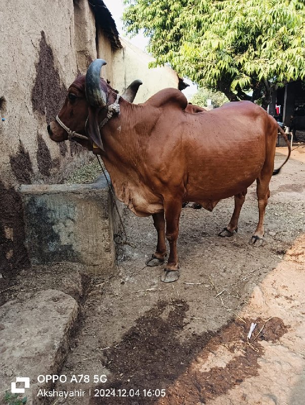 ગાય