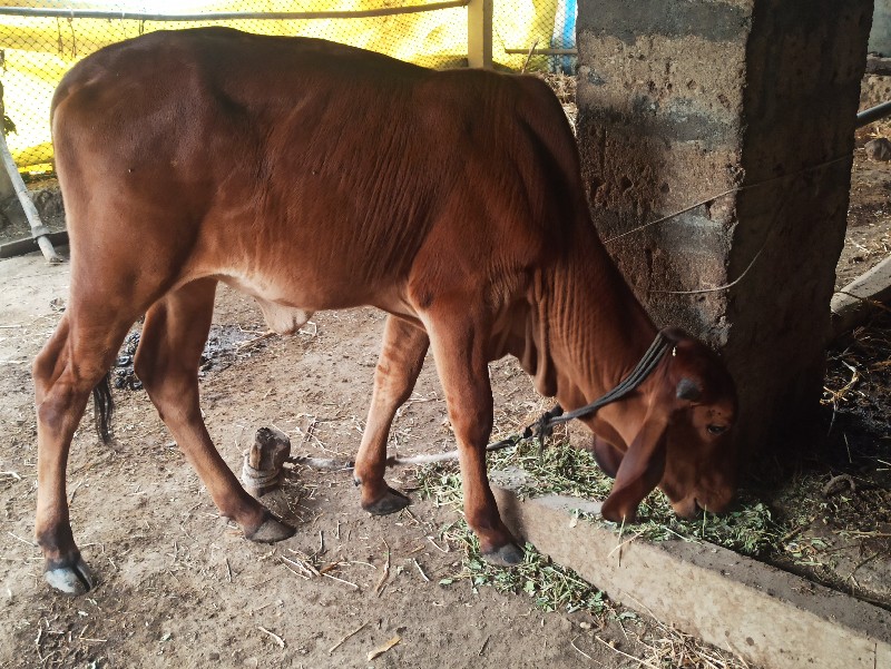 ગાય અને વાંસળી...